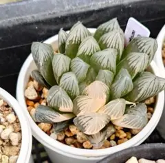 多肉植物 ハオルチア 裏般若錦 糊斑 超美品 透明窓 - メルカリ