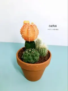 サボテン　(緋牡丹) ■寄せ植え■ 多肉植物　そのまま飾れる　①
