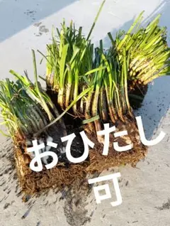 【超貴重苗】　ニラ苗　球根　120株のサムネイル