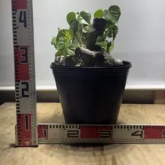 アコウとオオハマボウのセット - メルカリ