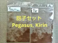 胞子セット④ Pegasus, Kirin ビカクシダのサムネイル