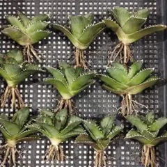 アガベ　チタノタ　白鯨　国産　旧来　子株 アガベ チタノタ 白鯨 子株 鉢付き（WW-15） | アガベ専門店