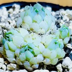 あ*し様 Z474塊根植物 タコモノ ユーフォルビア ラミグランス 実生株