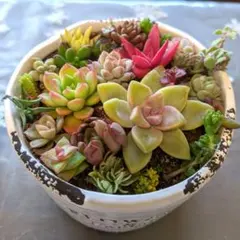 多肉植物　寄せ植え用　カット苗（抜き苗）　セット