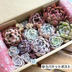40 多肉植物　多肉弁当　詰め合わせ　寄せ植え　セット　カット苗　韓国苗　セダム