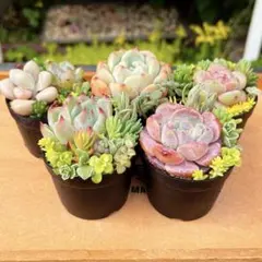 3 多肉植物の小さな寄せ植え◎そのまま飾れる◎5コセット