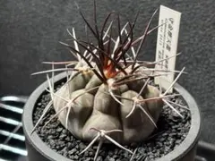 守金魔天竜　ギムノカリキウム　実生のサムネイル