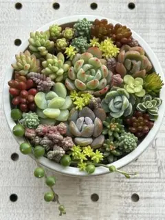 b. 多肉植物　カット苗　寄せ植えセット　メルカリ便
