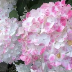 アジサイ苗　天使のほっぺのサムネイル