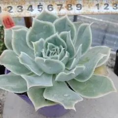 多肉植物 中里リンゼアナ×シムランスLS♡抜き苗(サボテン相談室