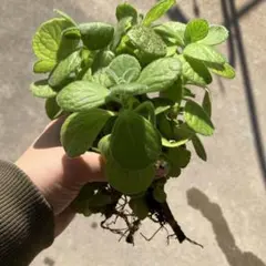 アロマティカス 根付き苗 5本セット