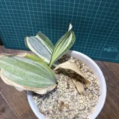 モリオカ様 リクエスト 2点 まとめ商品