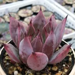 2025年最新】サボテン相談室の人気アイテム - メルカリ