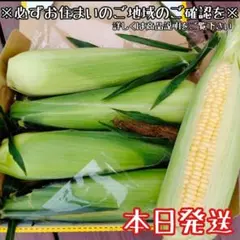 本日朝採り！黄色いとうもろこし☆ゴールドラッシュ4本コンパクトボックスのサムネイル