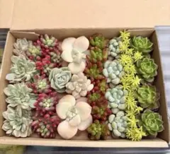 多肉植物　9種類　カット苗詰め合わせ②