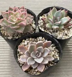 桃くま 先山 優木園さん 多肉植物 - メルカリ
