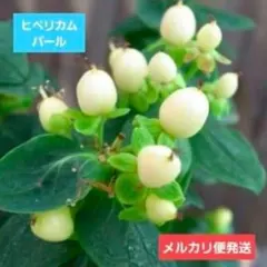 ヒペリカム 実生苗 クリーム色の実 メルカリ便発送‼️ - メルカリ