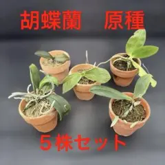 デンドロビウム 原種 5株セット - メルカリ