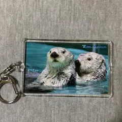 2026年最新】鳥羽水族館 メイキラの人気アイテム - メルカリ