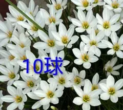 タマスダレ球根 10球 根付きのサムネイル