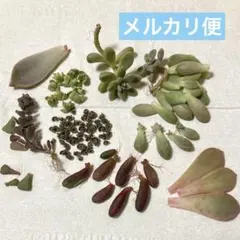 2025年最新】葉挿しの人気アイテム - メルカリ