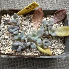 多肉植物 桜牡丹　葉挿しっ子　同梱100円のサムネイル