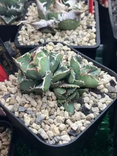 Agave titanota清櫻子株、清桜lize株、発根済 2025年最新】清櫻の人気アイテム - メルカリ
