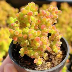 ああああ様 リクエスト 2点 まとめ商品