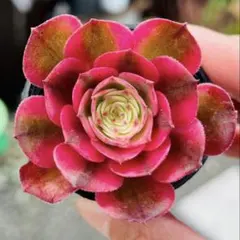 多肉植物 レア種 アエオニウム 女神錦 1株 土 根付き発送 - メルカリ