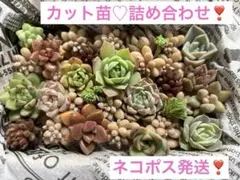 多肉植物　カット苗　詰め合わせ　寄せ植えセット❣️