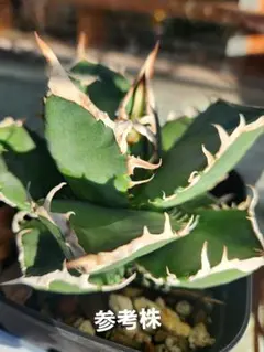 carcass様 リクエスト 2点 まとめ商品