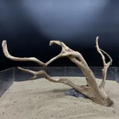 2026年最新】ブランチウッドの人気アイテム - メルカリ