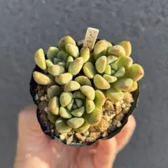 2026年最新】ロウルサンコの人気アイテム - メルカリ