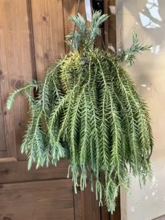 2026年最新】フペルジア ゴエベリーの人気アイテム - メルカリ