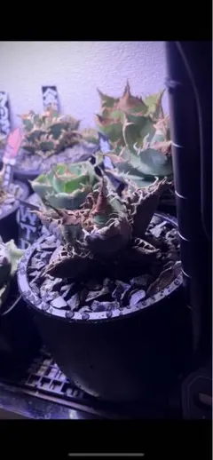 2026年最新】チタノタ悪魔くんの人気アイテム - メルカリ