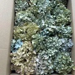 紫陽花 ドライフラワー ハネ品 A390サイズのサムネイル