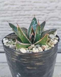 2025年最新】笹の雪の人気アイテム - メルカリ