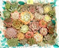 B、エケベリアの寄せ植えセット　エケベリア弁当　多肉植物　カット苗　カラフル