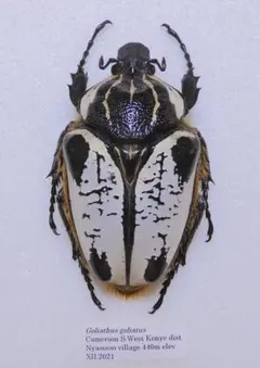 ウガンダオオツノハナムグリ 標本 ・ザイール産天然品7.9cm ウガンダオオツノハナムグリ 標本 ・ザイール産天然品7.9cm