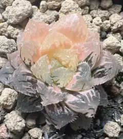 多肉植物 ハオルチア 舞姫オブツーサ錦 鮮明錦 糊斑 - メルカリ