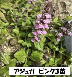 アジュガ　カラーリーフ　グランドカバー　ピンクぬき苗　3苗Ａのサムネイル