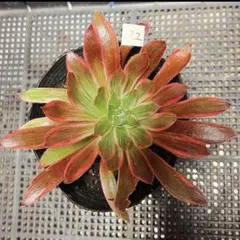 77#観葉植物アエオニウム❤️サラダボール中斑錦❤️大頭10cm 拔き苗