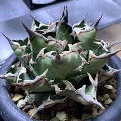 チタノタ「プテラノドン錦/翼竜錦」発根活着済 タグ鉢付き チタノタ「プテラノドン錦/翼竜錦」発根活着済 タグ鉢付き - メルカリ