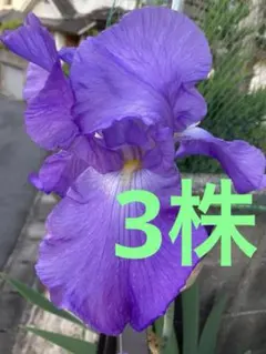 きよちゃん様 リクエスト 2点 まとめ商品