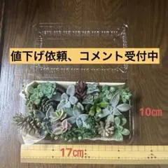 多肉 カット苗　詰め合わせ　寄せ植えセット