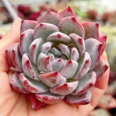 札付き】コロラータ シューイチさん 札付き 土付き発送 多肉 - メルカリ