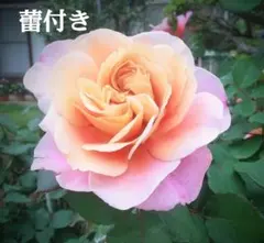 ベティ バラ苗 接木新苗 中香 廃盤品種 4号ポット 薔薇 苗 入手困難