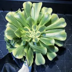 2025年最新】多肉植物 錦 葉挿しの人気アイテム - メルカリ