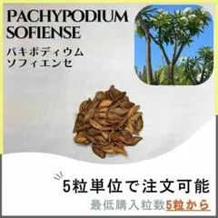 【種子】パキポディウム ソフィエンセ /セット割あり 数量5粒から購入OK