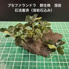 Bucephalandra sp. Pandora塊株・群生美株 - メルカリ